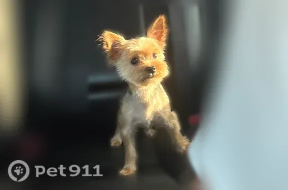 Missing dog Memphis, photo: Lost Dog, Waterford Place, Southaven, Memphis — male, tan and black, about 3 lb
