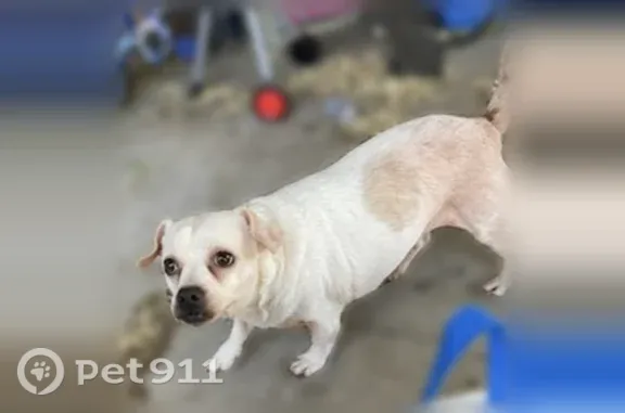 Lost dog, male, South Stockton Street, 1751, Stockton — light brown spot on side - photo