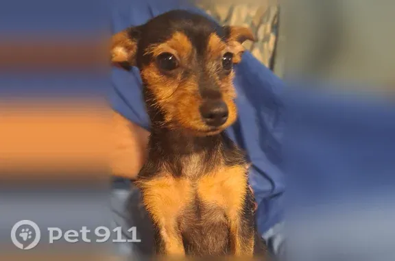 Lost female dog, Riceville Road, 4911, West Valley — Chihuahua puppy - photo