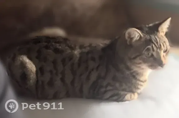 Lost cat, Burbridge Lane, 2034, Hilliard, Columbus — friendly male cat named Milo - photo