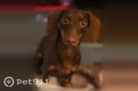 Lost dog, Danube Drive, 8305, West Paducah, Massac — male miniature dachshund - photo
