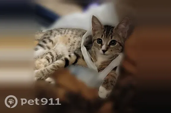 Lost and found pets Rocky Mount, photo: Lost female cat, Edgecombe Street, 406, Rocky Mount — black stripes