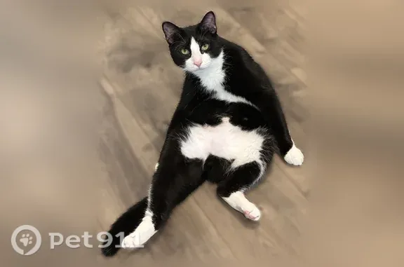 Lost cat, White Rock Drive, 1315, San Antonio — male tuxedo cat, shy at first - photo