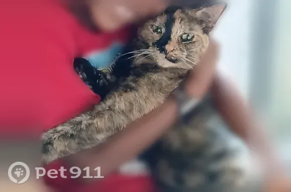 Lost and found pets Minneapolis, photo: Lost female cat, Essex Street Southeast, 2703, Minneapolis — black stripe down her nose