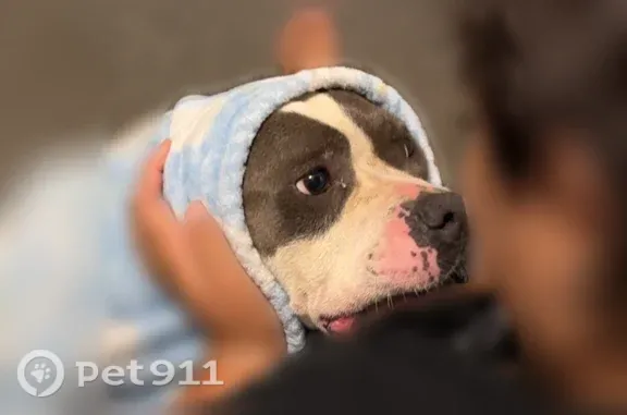 Missing dog Wichita, photo: Lost female dog, South Doreen Street, 910, Wichita — very small American bully
