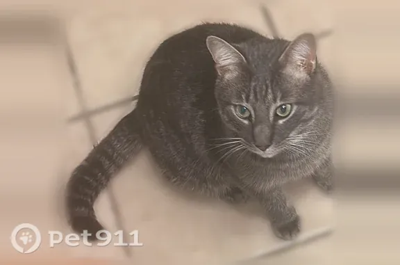 Lost cat, Capehart Drive, Laurel Bay, Charlotte — male, gray/white tabby with green eyes - photo