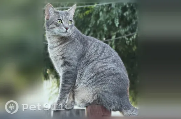 Lost and found pets Santa Clara, photo: Lost male cat, Forest Avenue, 3355, Santa Clara — gray shorthair tabby