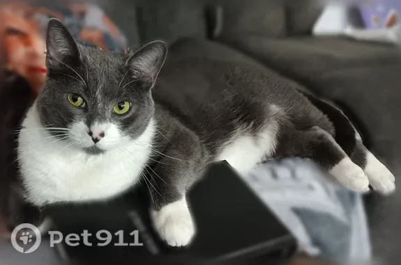 Lost and found pets Warren, photo: Lost male cat, Marilyn Drive, 27246, Warren — two black dots on his nose