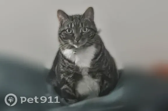 Lost and found pets Birmingham, photo: Lost female cat, Brookshire Circle, 4459, Bessemer, Birmingham — gray flea collar