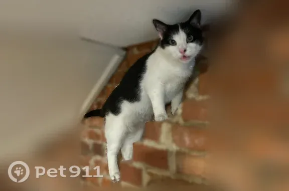 Lost and found pets Lancaster, photo: Lost cat, North Charlotte Street, 351, Lancaster — male black-and-white shorthair