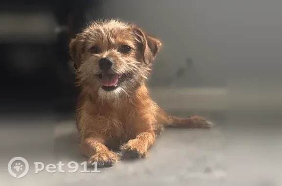 Missing dog Cleveland, photo: Lost male dog, Kenmore Avenue, 9110, Cleveland — brown coat and white beard