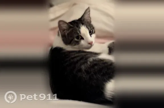 Lost cat, Old Plantation Court, 157, Winston-Salem — female white and gray tabby - photo