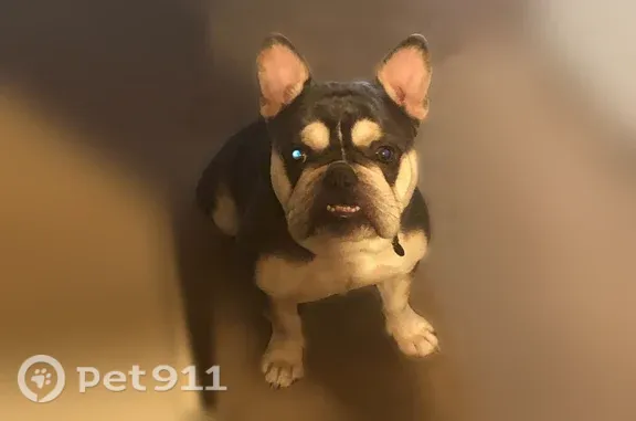 Lost and found pets Roseville, photo: Lost dog, male, Kokomo Drive, 4800, Sacramento, Roseville — wearing a gold chain
