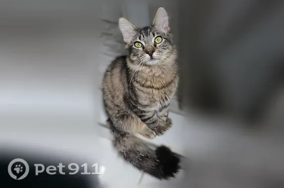 Lost cat, male, North 38 1/2 Street, 411, McAllen — fluffy tail - photo