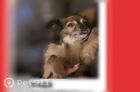 Lost dog, May Place, 632, Philadelphia — small dog with a white patch under his chin - photo