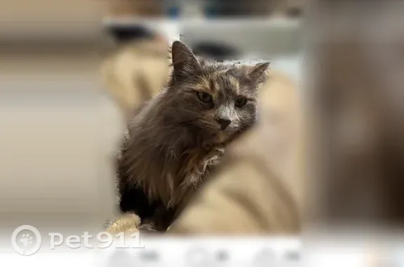 Lost cat, South Emerson Avenue, 2180, Idaho Falls — female, long-haired gray tortoiseshell - photo