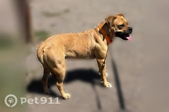 Lost female dog, East Pine Knoll Drive, 997, Flagstaff — black mask and blue collar - photo