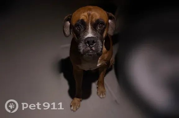 Found pets Tucson, photo: Found male dog, Black Mountain Way, 5654, Tucson — brown boxer