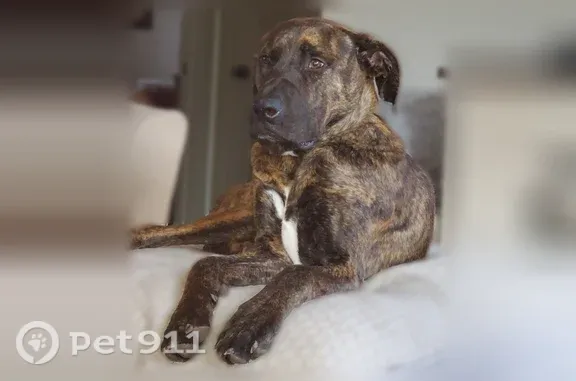 Lost dog, Old U.S. 81, 801, McPherson, McPherson — male, black-brown brindle - photo