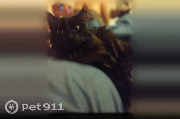 Missing cat Noonday, photo: Lost cat, State Highway 155, 16909, Flint — female with long black hair