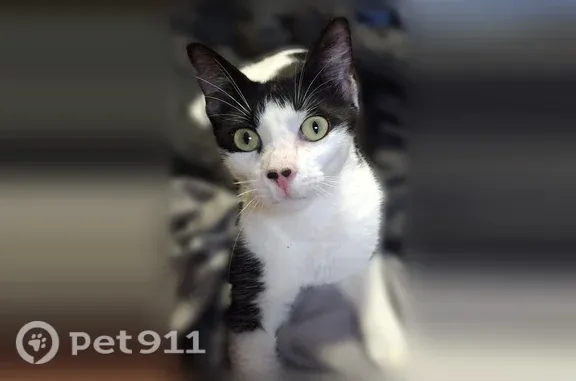 Lost cat, West Iowa Avenue, 4719, Tampa — male - photo