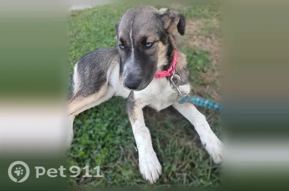 Lost female dog, West Hamilton Road, Alpena — brown, gray and white coat - photo