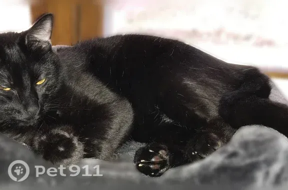 Lost male cat, Holmes Avenue Northwest, 4700, Huntsville — black fur with a white neck spot - photo