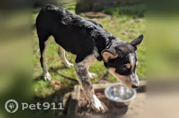 Found dog Calverton, photo: Found male dog, Beltsville Road, 3753, Calverton — energetic puppy