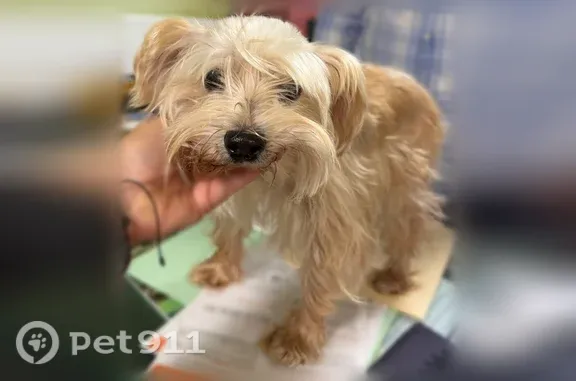Found dog, Walton Street, 88, Brentwood — male, calm and in good health - photo