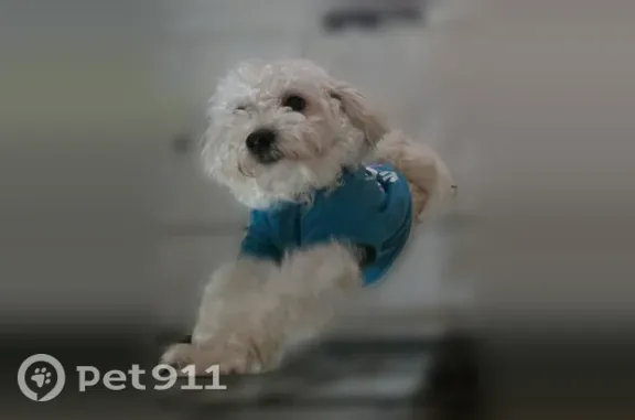 Lost male dog, Century 21 Drive, Jacksonville — small white dog - photo