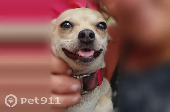 Lost and found pets Fort Worth, photo: Lost dog, Geddes Avenue, 5432, Fort Worth — blonde deer head Chihuahua