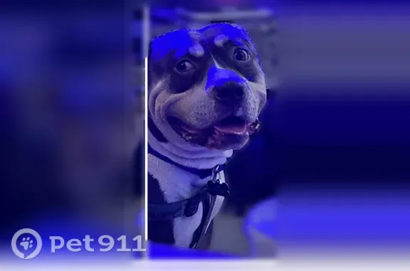 Lost dog, male, Northeast 24th Street, 1675, Oklahoma City — XL pitty with white socks - photo