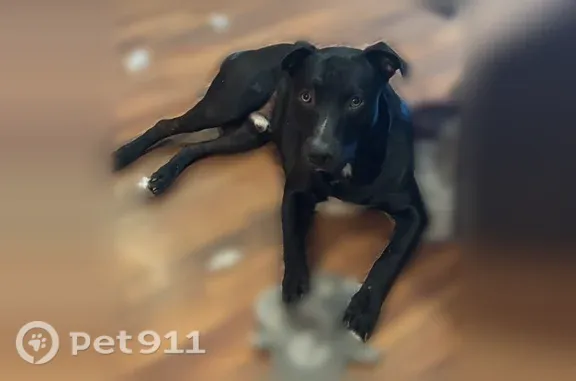 Lost dog, North Rockwell Avenue, Bethany — male with black coat and gold eyes - photo