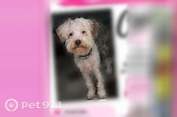Lost dog, female, South Greenwood Avenue, 145, Ware Shoals, Ware Shoals — different-colored eyes - photo