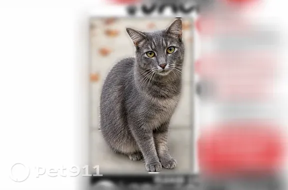 Lost and found pets Alamance, photo: Lost male cat, Alzora Court, North Carolina, Alamance — gray coat, greenish eyes