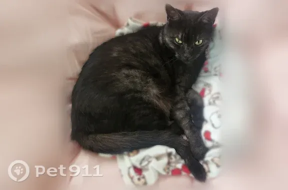 Lost female cat, East Oakview Place, Alamo Heights — shy with strangers, microchipped - photo