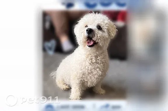 Lost dog, Jalna Boulevard, 927, London — male, white - photo