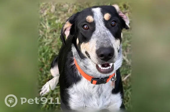 Lost dog, male, Arrow Head Lane, Palmyra — curled tail and white face - photo