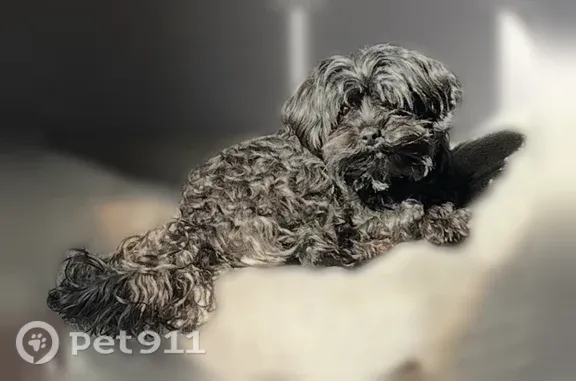Lost dog, Alcott Street, 639, Philadelphia — responds to “chicken” - photo