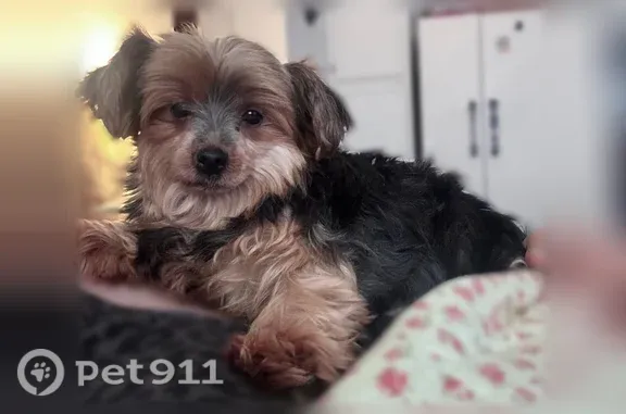 Lost dog, 10th Avenue, 403, Spring Lake Heights — female Yorkie, 11 lb - photo