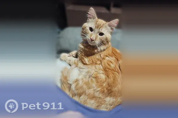 Lost male cat, Waldo Street, Rumford, Bethel — neurological issues - photo