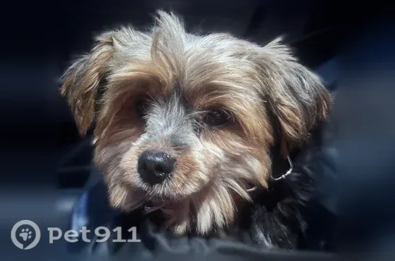 Lost female dog, 10th Avenue, 403, Spring Lake Heights — 11 lb Yorkie - photo
