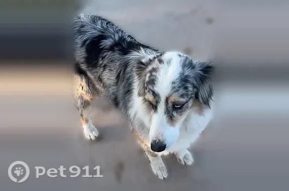 Lost dog, female, North Brawley Avenue, 2665, Fresno — one blue eye, bobbed tail - photo