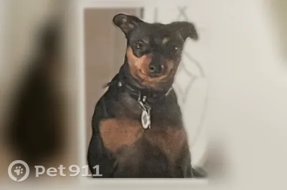 Lost dog, Northeast 110th Avenue, East Bronson — female with a black leather collar - photo