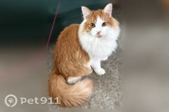 Lost cat, Olympic Road, Baldwin — medium-haired male, white and orange - photo