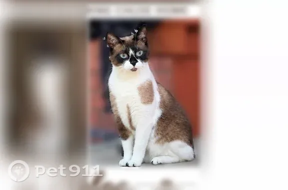 Lost cat, female, Novo Star Drive, 525, Mississauga, Youngstown - photo
