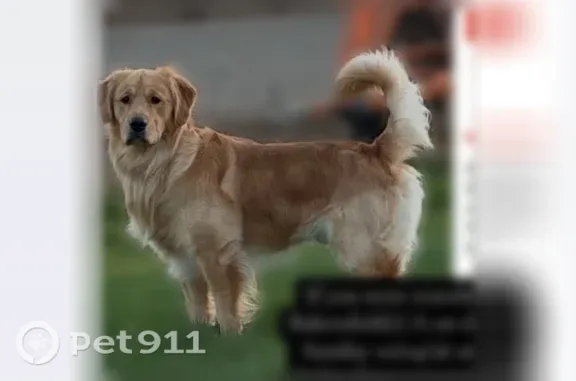 Lost dog, Bear Mountain Boulevard, California, Dustin Acres — male, answers when called - photo