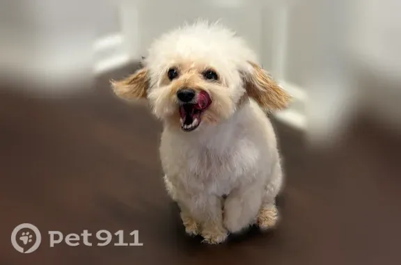 Lost dog, Southampton Drive, 771, Knightdale — cream and beige, male - photo
