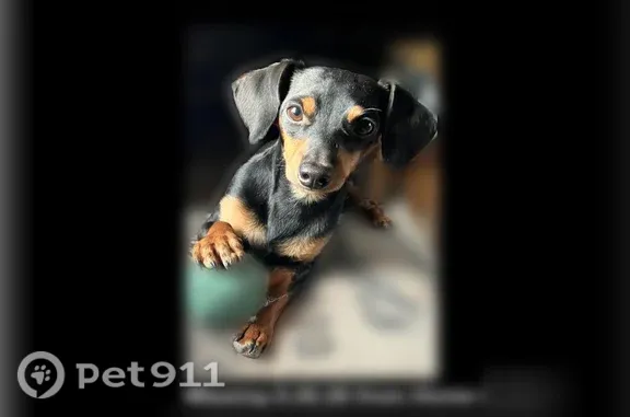 Lost Dog, Horse Canyon Road, 4435, De Beque — Male, Neutered Mini Doxxi - photo