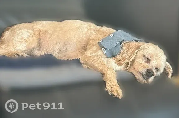 Lost male dog, Hamilton Avenue, 3225, El Paso — beige fur and green collar - photo